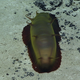 Maybe a sea cucumber? Image: NOAA Office of Ocean Exploration and Research.